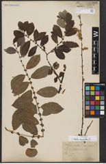 Foto von Salix aurita L.